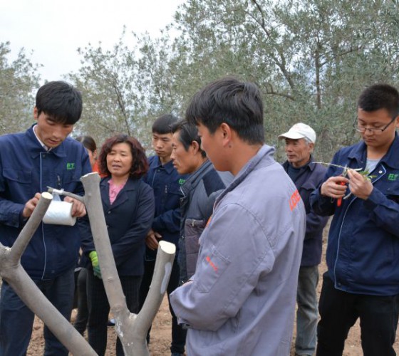 公司從產(chǎn)業(yè)鏈起始端著手，引進(jìn)良種優(yōu)苗，繁育基地苗圃，優(yōu)化樹(shù)種，以?xún)?yōu)質(zhì)的橄欖樹(shù)苗為生產(chǎn)特級(jí)初榨橄欖油提供基礎(chǔ)保障。在以自建萬(wàn)畝國(guó)家標(biāo)準(zhǔn)化油橄欖..